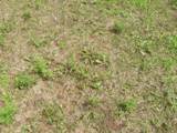 Overtaken by weeds - how do I sheet mulch? Can I use pine needles? sunny area in my yard.JPG